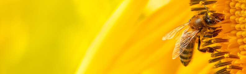 Bee and sunflower, selective focus. Macro. close-up