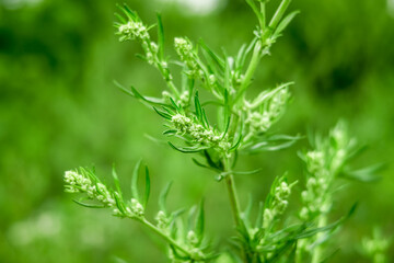 blossoming wormwood growing in a field. collecting medicinal plants concept - obrazy, fototapety, plakaty