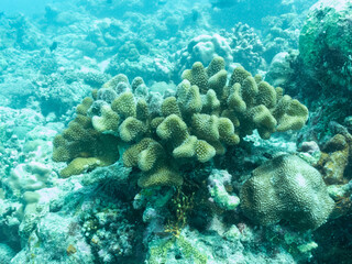Colorful corals and small exotic fishes in the depths of the Indian ocean, Maldive islands, travel concept