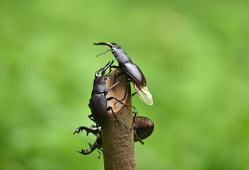 ノコギリクワガタの雄が飛ぶ瞬間