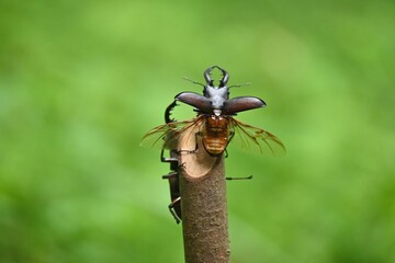 ノコギリクワガタの雄が飛ぶ瞬間