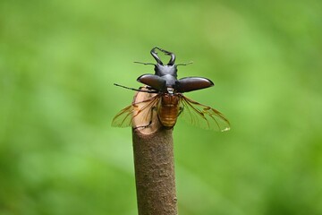 ノコギリクワガタの雄が飛ぶ瞬間