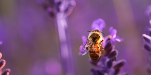 Honey bee collects nectar on a lavender flower.