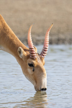 Horned saiga drinks water at a watering hole
