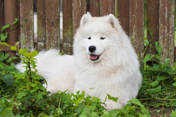 White Samoyed puppy sits on the green grass. Dog in nature, a walk in the park