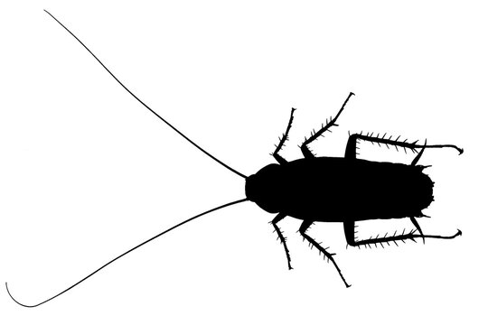 silhouette de cafard sur fond blanc 