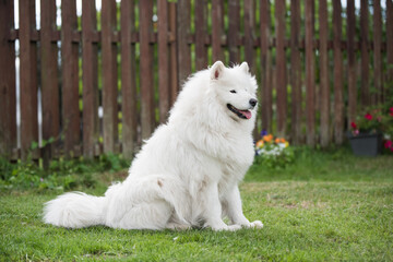 White Samoyed puppy sits on the green grass. Dog in nature, a walk in the park