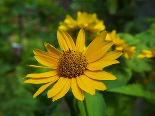 yellow flower close-up