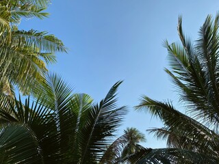 palm trees against blue sky