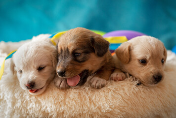 Three little beautiful puppies.
Three little funny puppies with the flag of Ukraine.
Funny puppies sit in a basket.