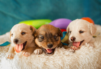 Three little beautiful puppies.
Three little funny puppies with the flag of Ukraine.
Funny puppies sit in a basket.