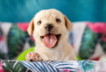 Cute white little puppy in a basket. Monthly funny puppy.
White little dog. Close-up portrait of a white puppy.