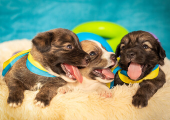 Three little beautiful puppies.
Three little funny puppies with the flag of Ukraine.
Funny puppies sit in a basket.