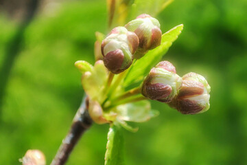 Details of bud in cherry tree branch. Macro cherry plant. Spring outdoor