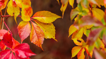 Multicolored leaves of wild grapes in autumn. Red and green leaves of Parthenoc ssus quinquefolia...