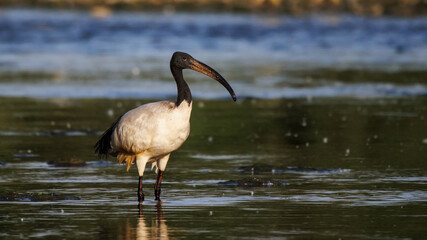 African sacred ibis (Threskiornis aethiopicus), Crema, Italy