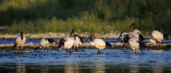 Group of African sacred ibis in the water (Threskiornis aethiopicus), Crema, Italy
