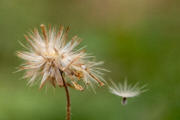 dandelion seeds close up in the wind