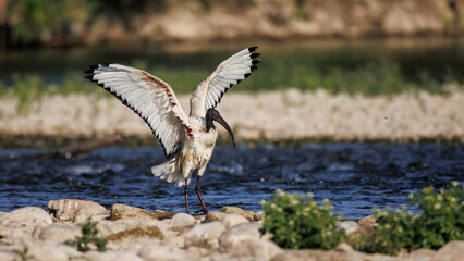 African sacred ibis (Threskiornis aethiopicus), Crema, Italy