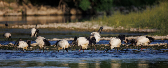 Group of African sacred ibis in the water (Threskiornis aethiopicus), Crema, Italy