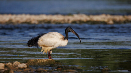 African sacred ibis (Threskiornis aethiopicus), Crema, Italy