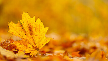 Yellow maple leaves lie on the ground, close-up. Autumn background with fallen maple leaves. Copy space