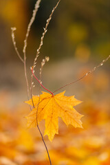 Yellow maple leaves lie on the ground, close-up. Autumn background with fallen maple leaves. Copy space