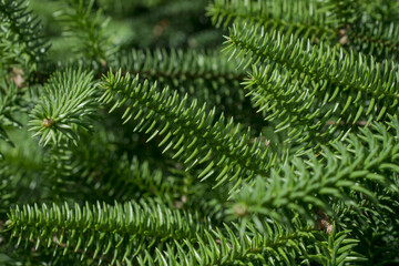 Fototapeta na wymiar Beautiful fresh green pine needles natural backgrond