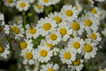 Chamomile field flowers border. Beautiful nature scene