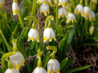snowdrops in the garden in the village