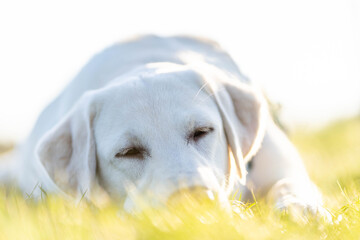 weisser Labrador im Gras
