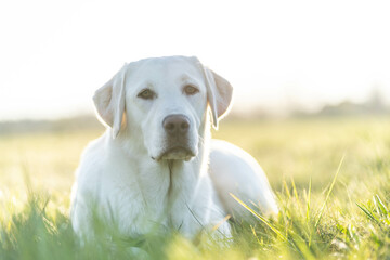 weisser Labrador im Gras