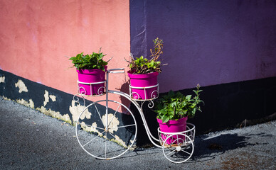 Fototapeta na wymiar Flower pots in ornate bicycle beside grungy wall.