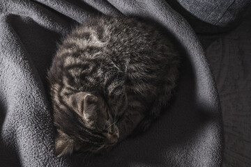the little kitten sleeps on the couch, wrapped in a blanket in different positions