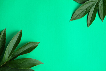 Fototapeta premium Peony leaves on a green background, top view.