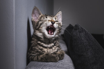 shallow cat open mouth, yawning cat, laughing cat
