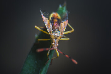 colorful insect on a leaf. macro photo. close up natural photography