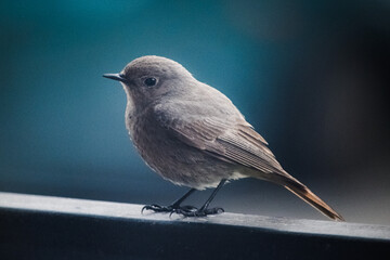 little bird on a blue background, gray bird, close up natural wildlife photoreaphy