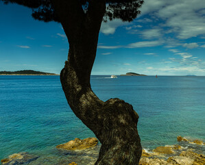 Sea landscape, two islands on the horizon and a motor yacht. In the foreground, there is a large pine tree and rocks entering the sea