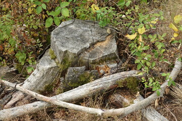 Obraz premium Alter trockener Baumstumpf - Hintergrund