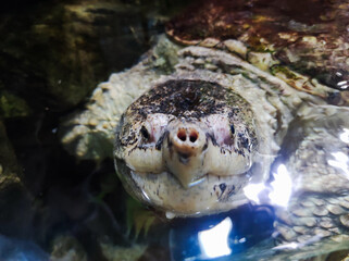 Turtle in aquapark. Animal underwater. Tropical turtle outdoor