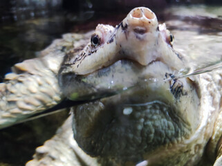 Turtle in aquapark. Animal underwater. Tropical turtle outdoor