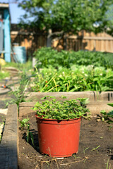 Flower pot with green planting in gardenbed on backyard, home garden, lifestyle in natural rustic village gardening at summer season, vertical image