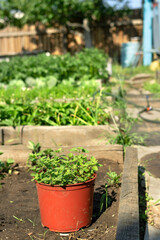 Flower pot with green planting in gardenbed on backyard, home garden, lifestyle in natural rustic village gardening at summer season, vertical image