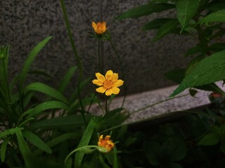 Coreopsis grandiflora on the street