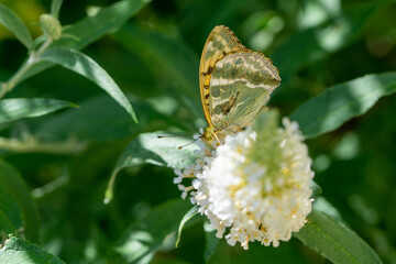 butterfly on a summer flower 