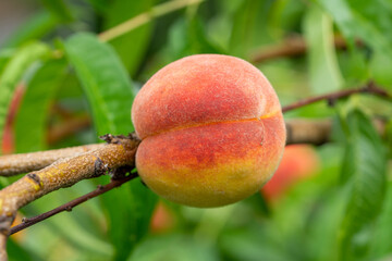 peach fruit on a peach tree in the garden
