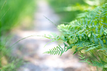 fern leaves in the forest