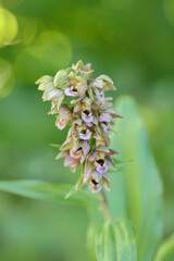 Broad-leaved helleborine orchid (Epipactis helleborine).