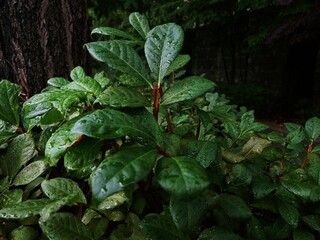 Euonymus alatus on the street